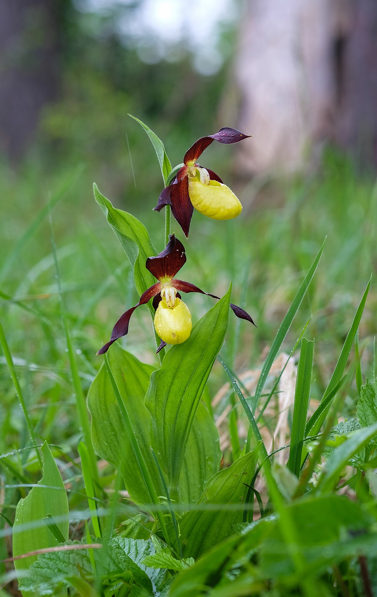 Bornes de la forêt de Mirebeau-sur-Bèze